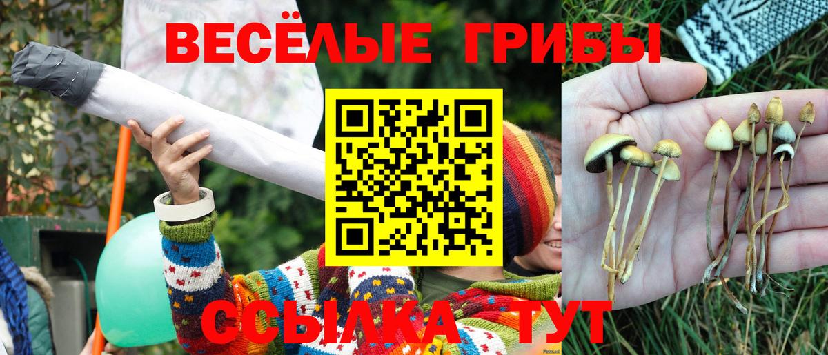 Псилоцибиновые грибы Psilocybine cubensis  Псилоцибиновые грибы Cubensis  Вязники  Вход с VPN 